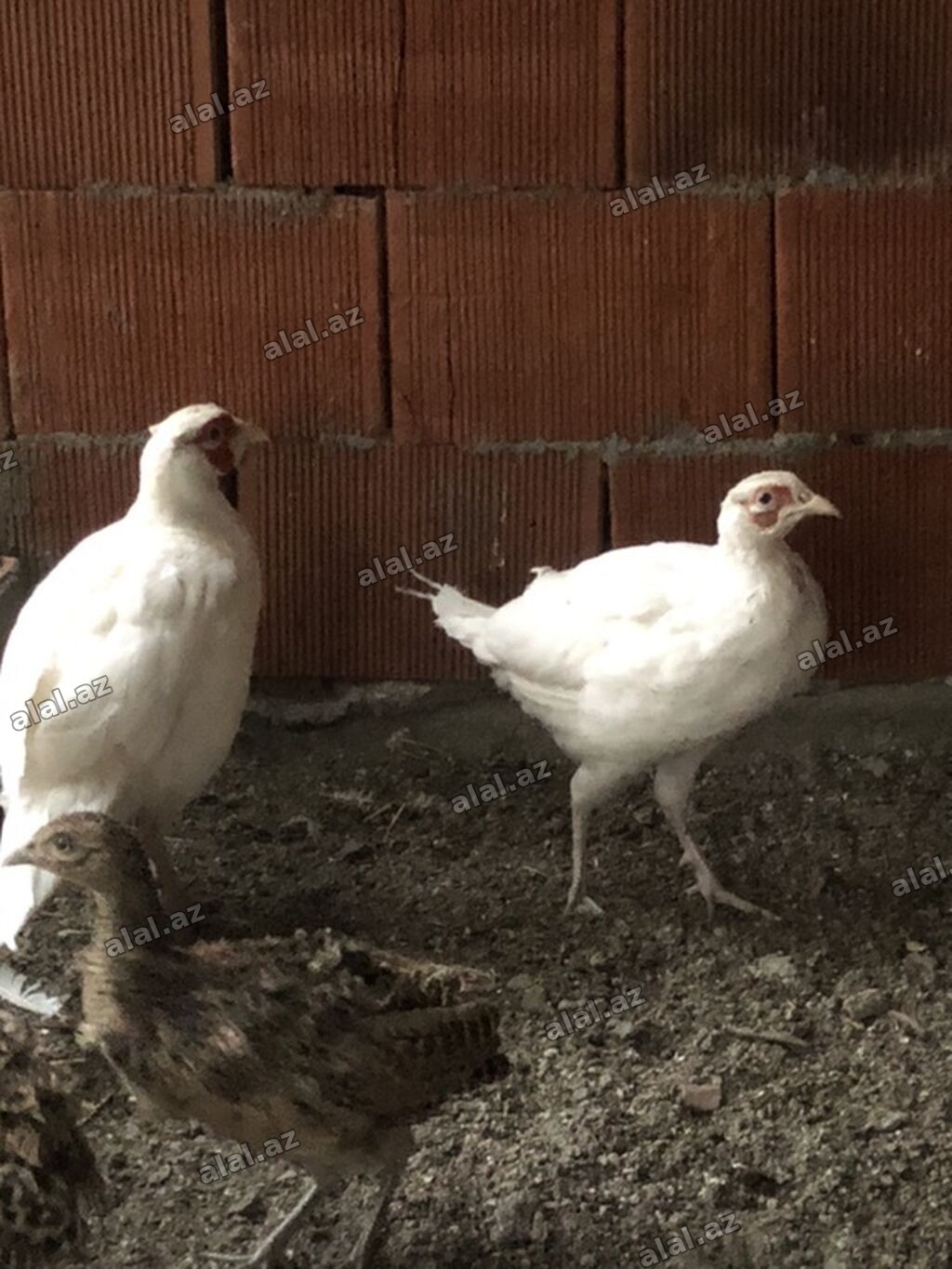 Ağ qirqovul