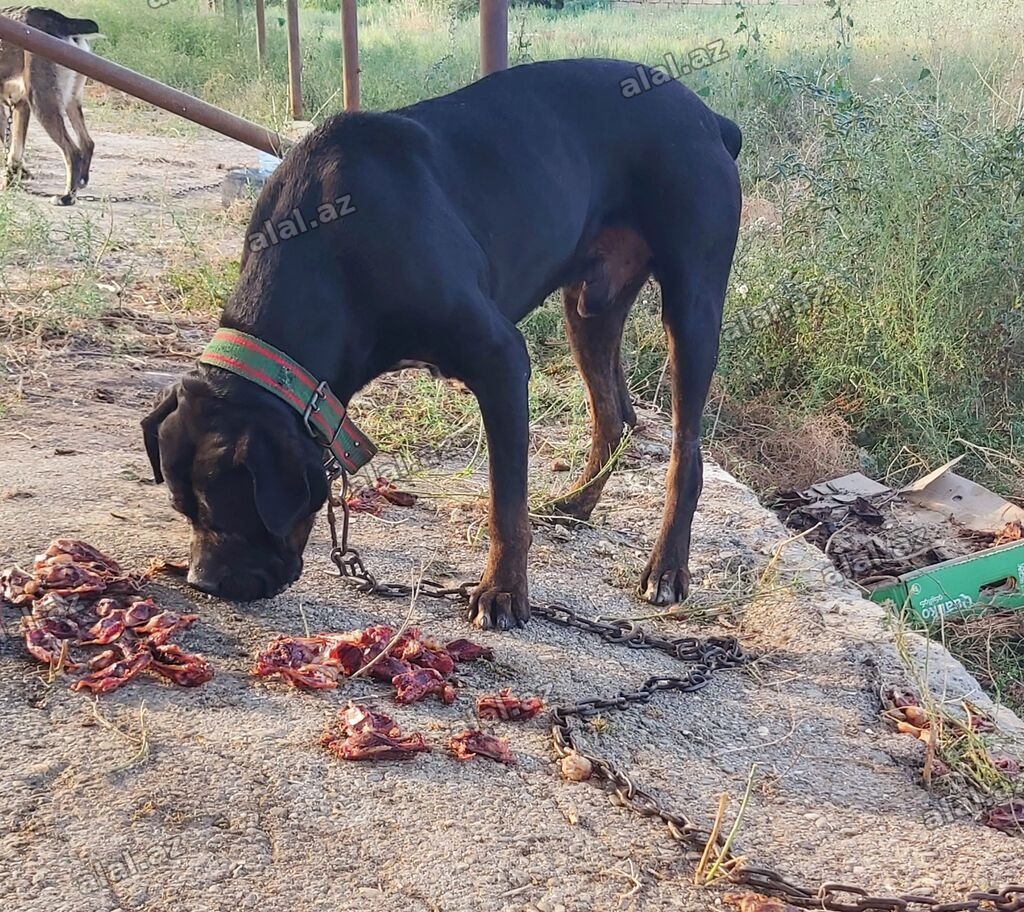 Problemsiz heyvandi uwaga boyuye qeti deymez insan kimi dil bilir 1