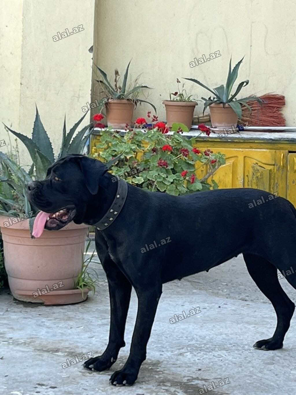 Kane-Korso, 10 ay, Dişi, Peyvəndli, Ödənişli çatdırılma, Ünvandan götürmə