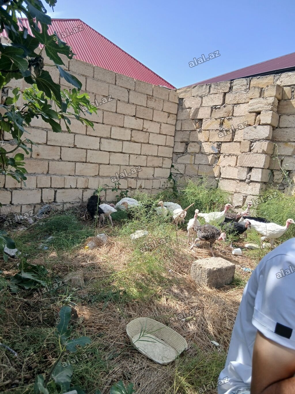 Hinduşka cücələri 2 aylıqdırlar tam sağlam hündüşqalardı qiymet