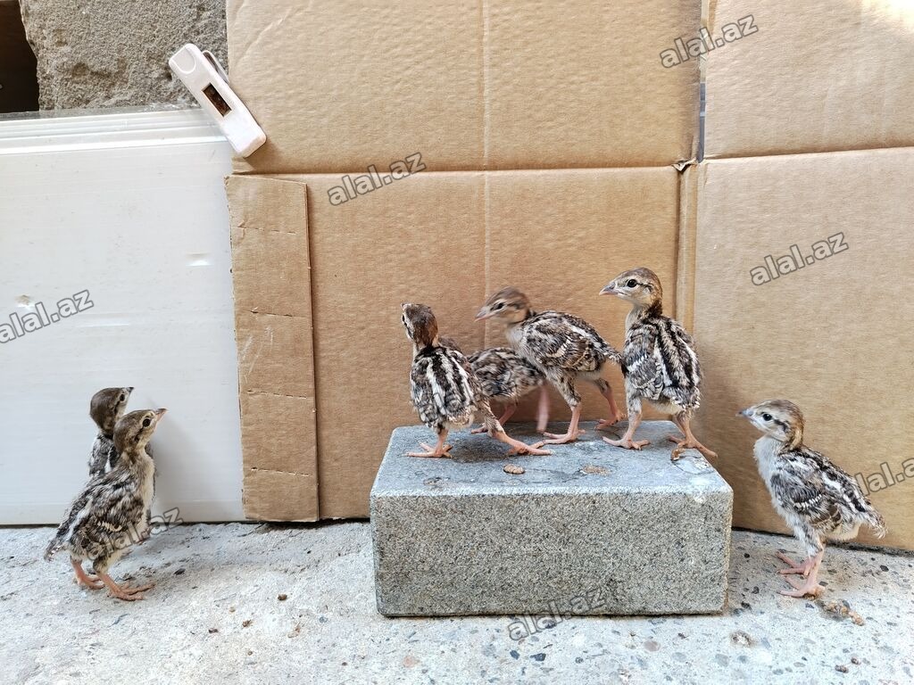 Kəklik balaları cəmi 7 ədəd qalıb