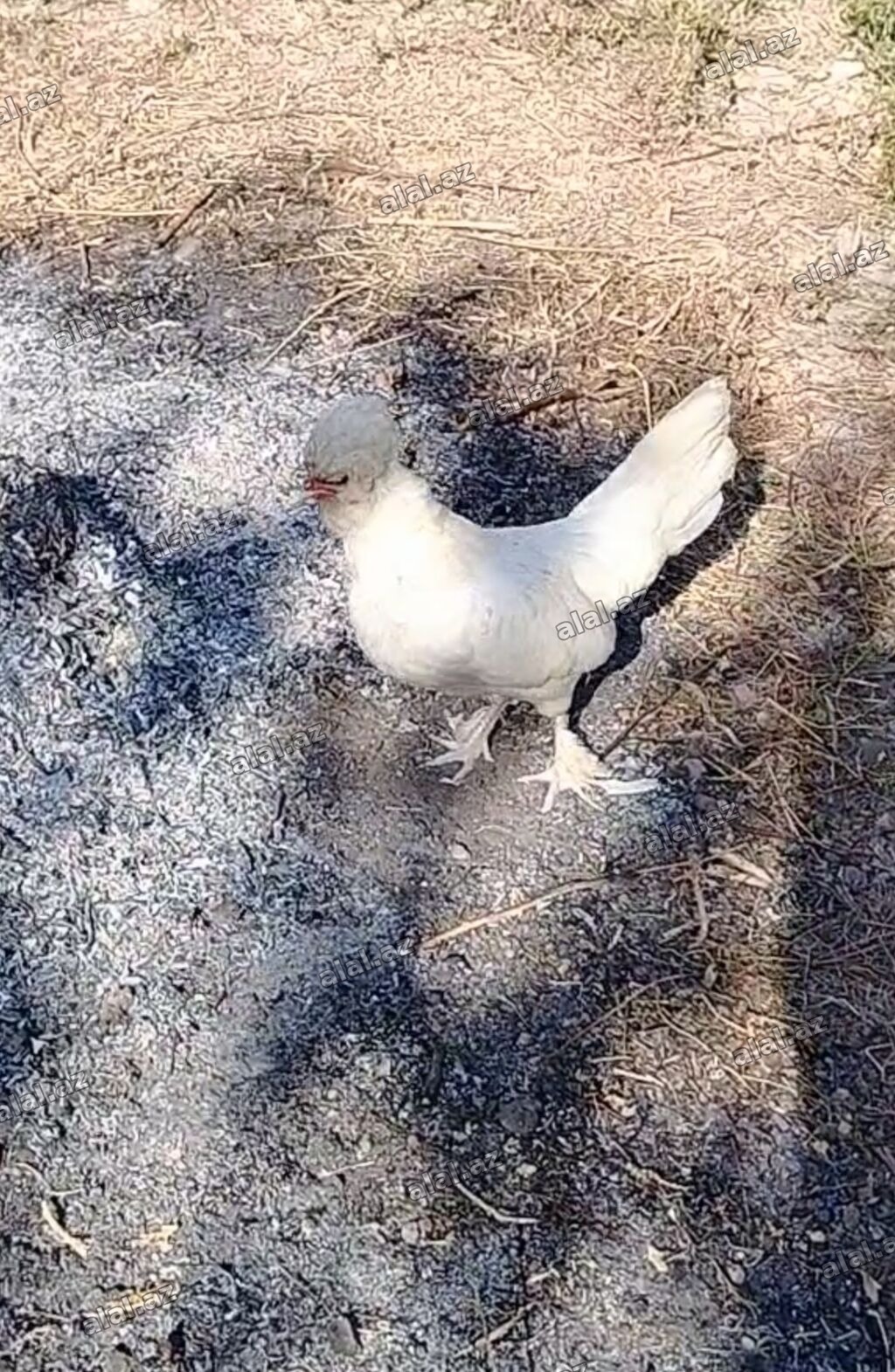 Toyuq, Damazlıq