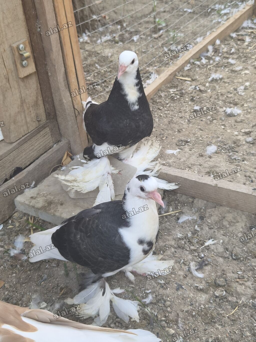 1 cut qara agbas
