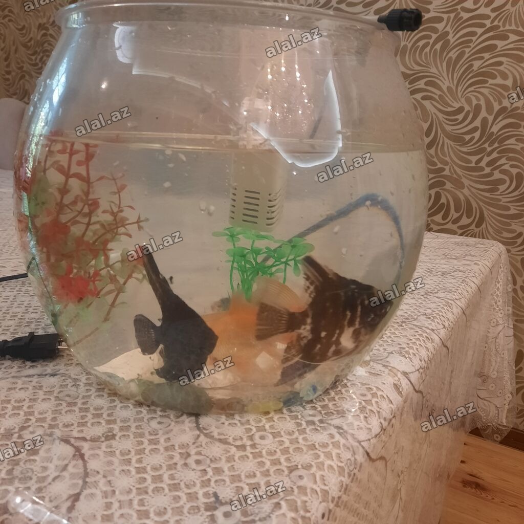 Yumru akvarium, Balıqlarla birlikdə, 15 l