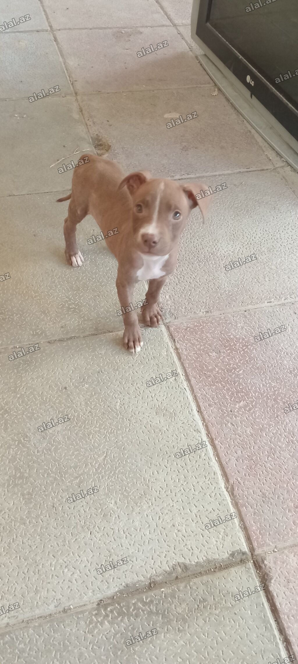 Pitbul