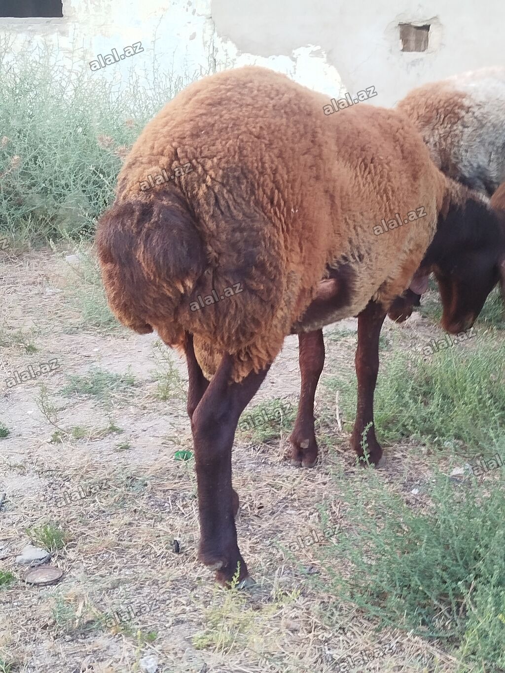 Qala cinsi 8 heyvan satilir opdum 3 diwi qoyun biri uc qarin dogub