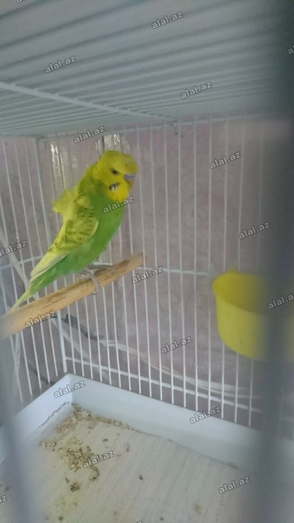 Yaponiclər və yaponicdən dömmələr
