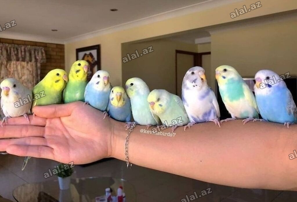 🦜 SUPER PAPUQAY DƏSTİ 🦜cemi 45 azn ✨ Hamısı bir yerdə – ideal