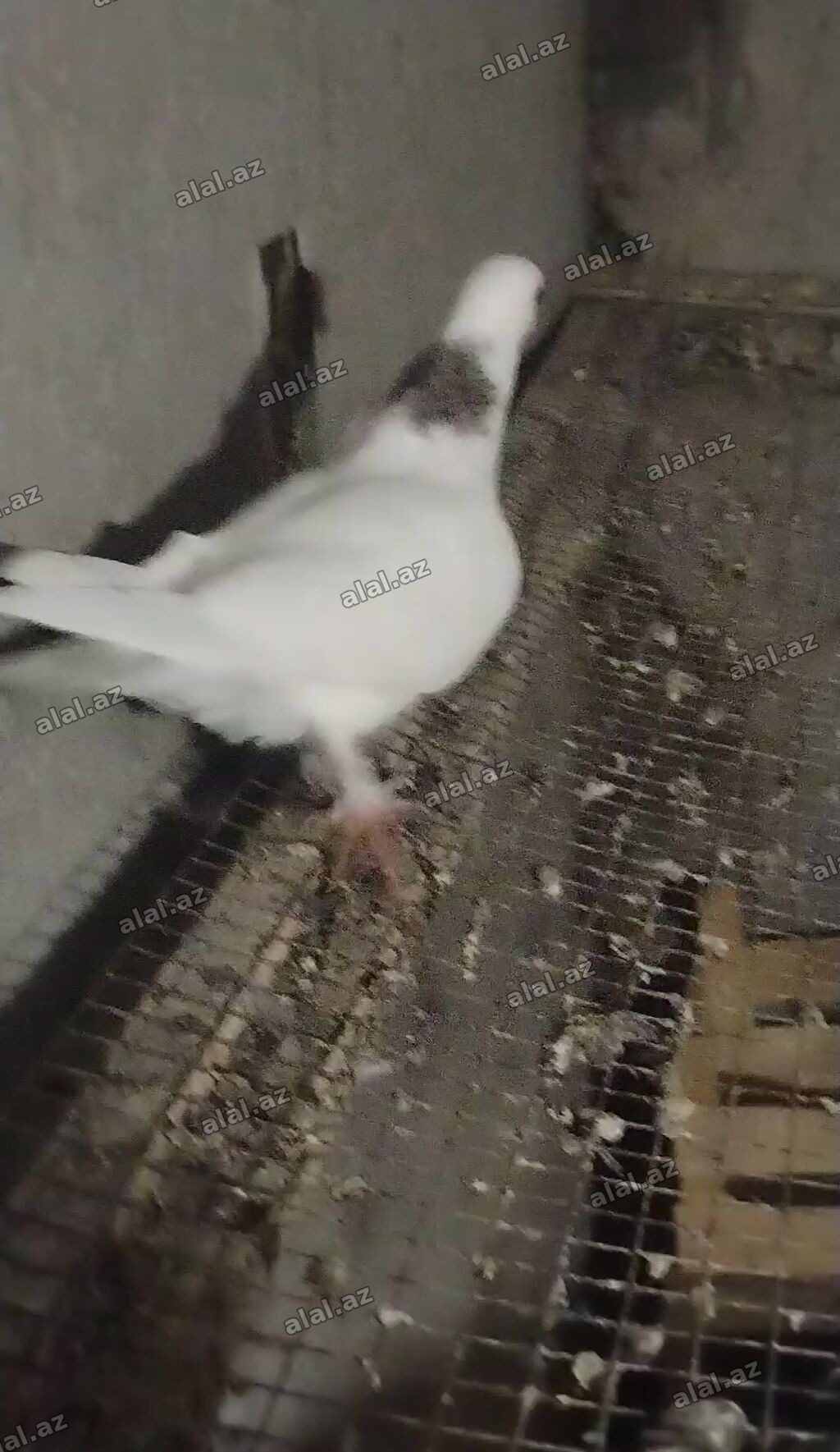 Ebreş boyun erkey olacağ quş gencede gondermekde mumkundu 0513992050