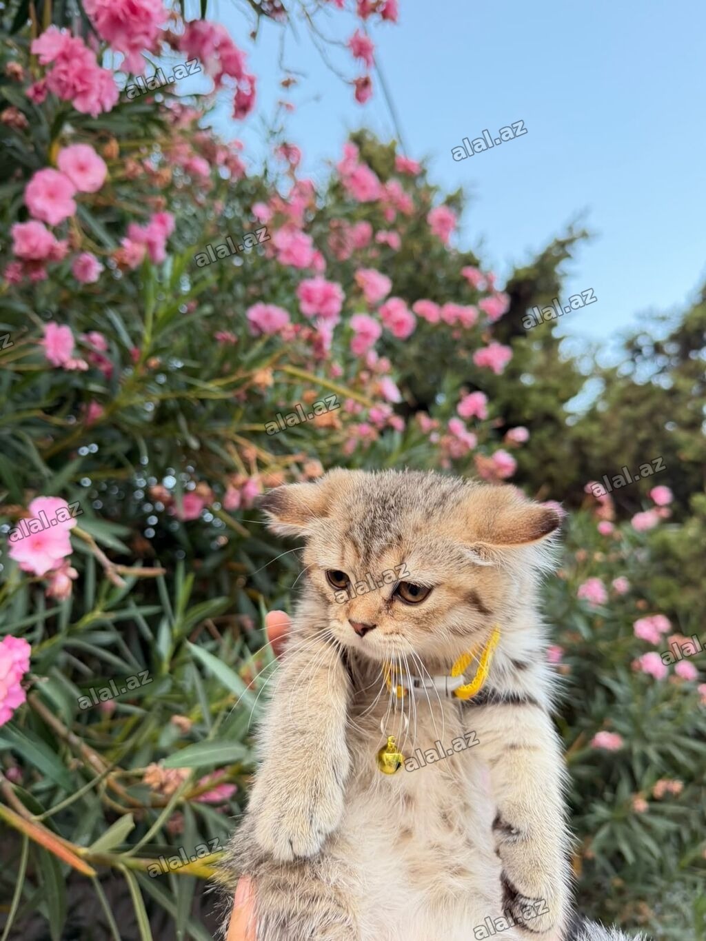 Sevimli balaca pişiklər • Cins: ev pişiyi (qısa tüklü), müxtəlif