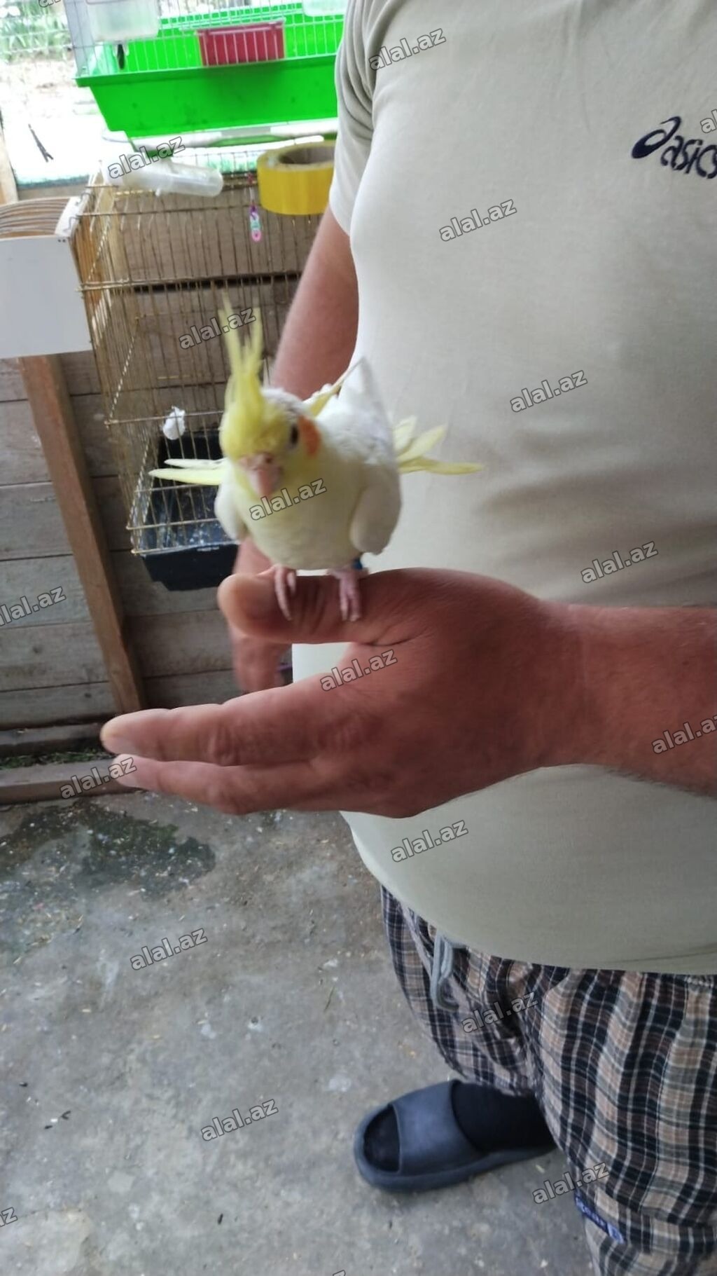 Nimfa (Cockatiel) – açıq sarı-ağ rəngli, alnında və çiynində sarı