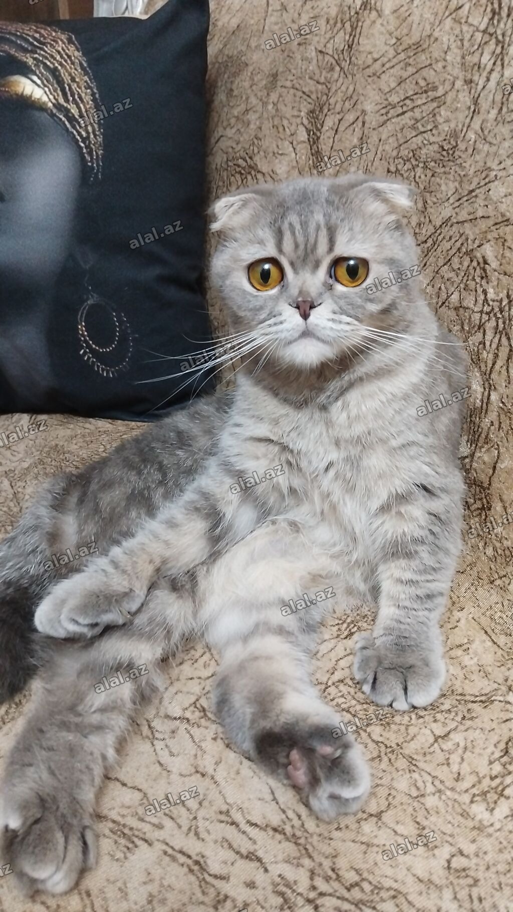 Şotland
