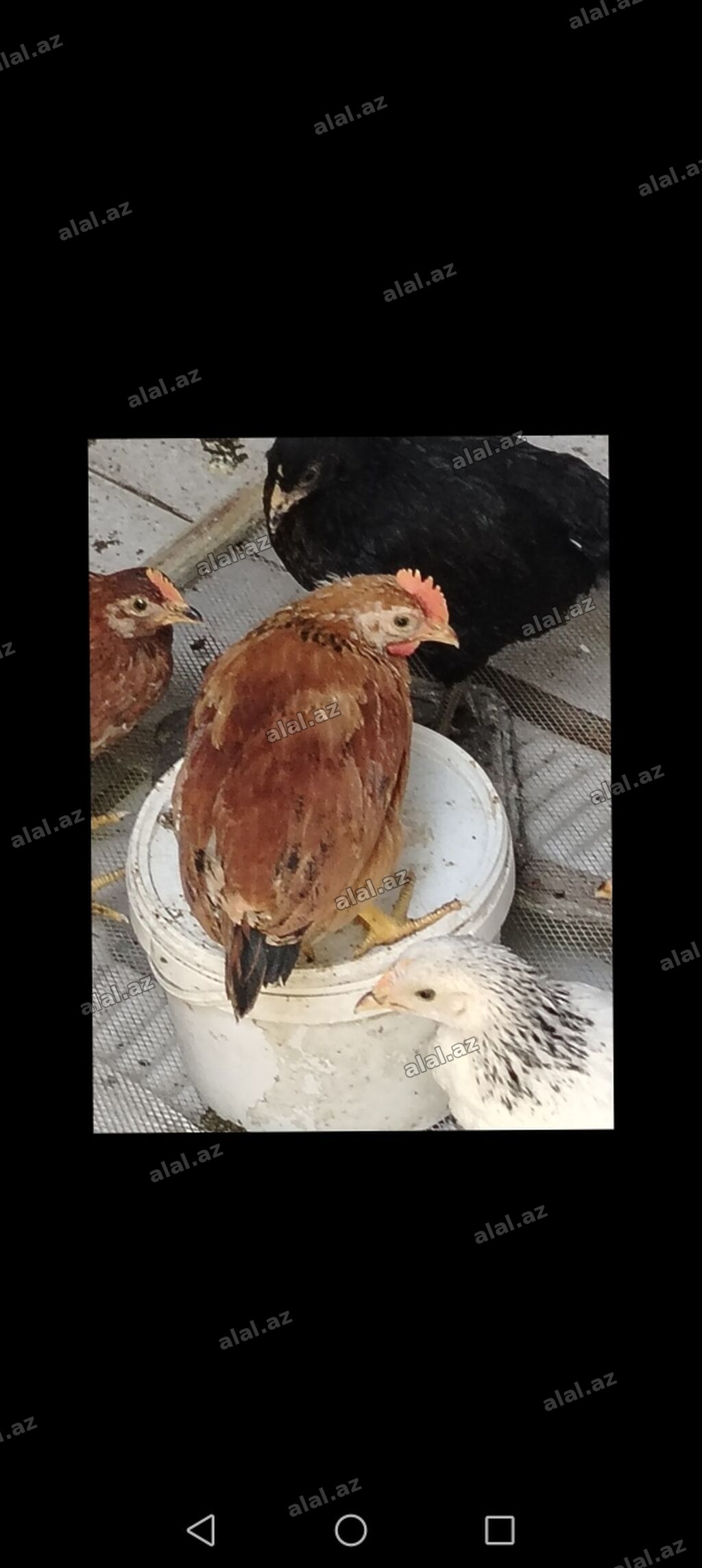 Toyuq cücələri, Damazlıq, Ünvandan götürmə