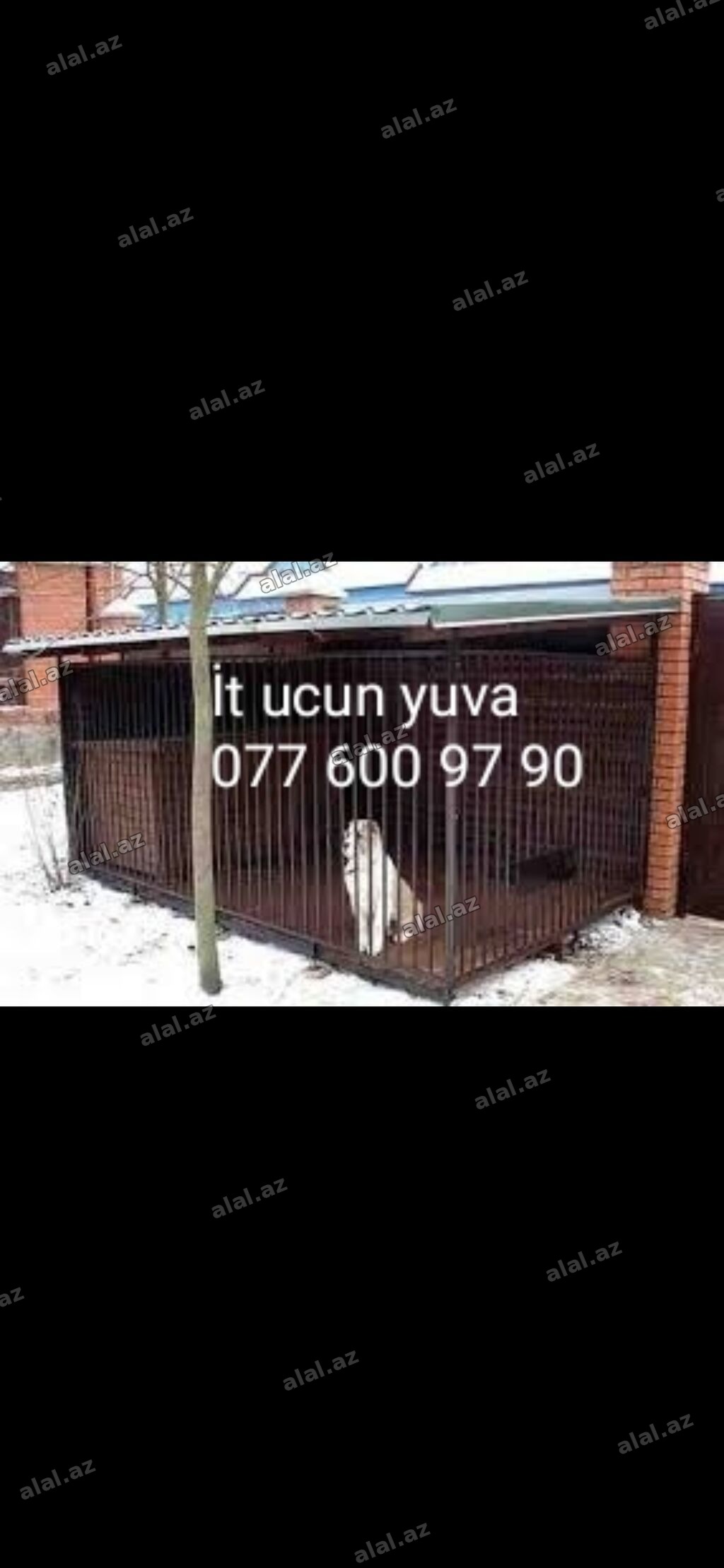 . Salam it ucun yuva yiğiriq buyurub zəng vura
