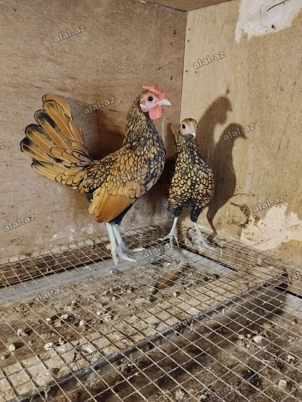 Təmiz qan cavan saglam.Cutu 60 m.Baki və bəzi bolgələrə gondərmək