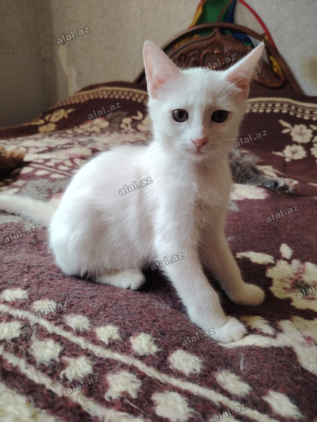 Erkək, Yaxşı əllərə