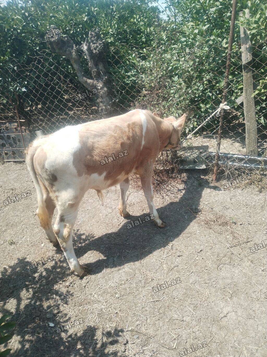 4 aylıq erkək, şarol