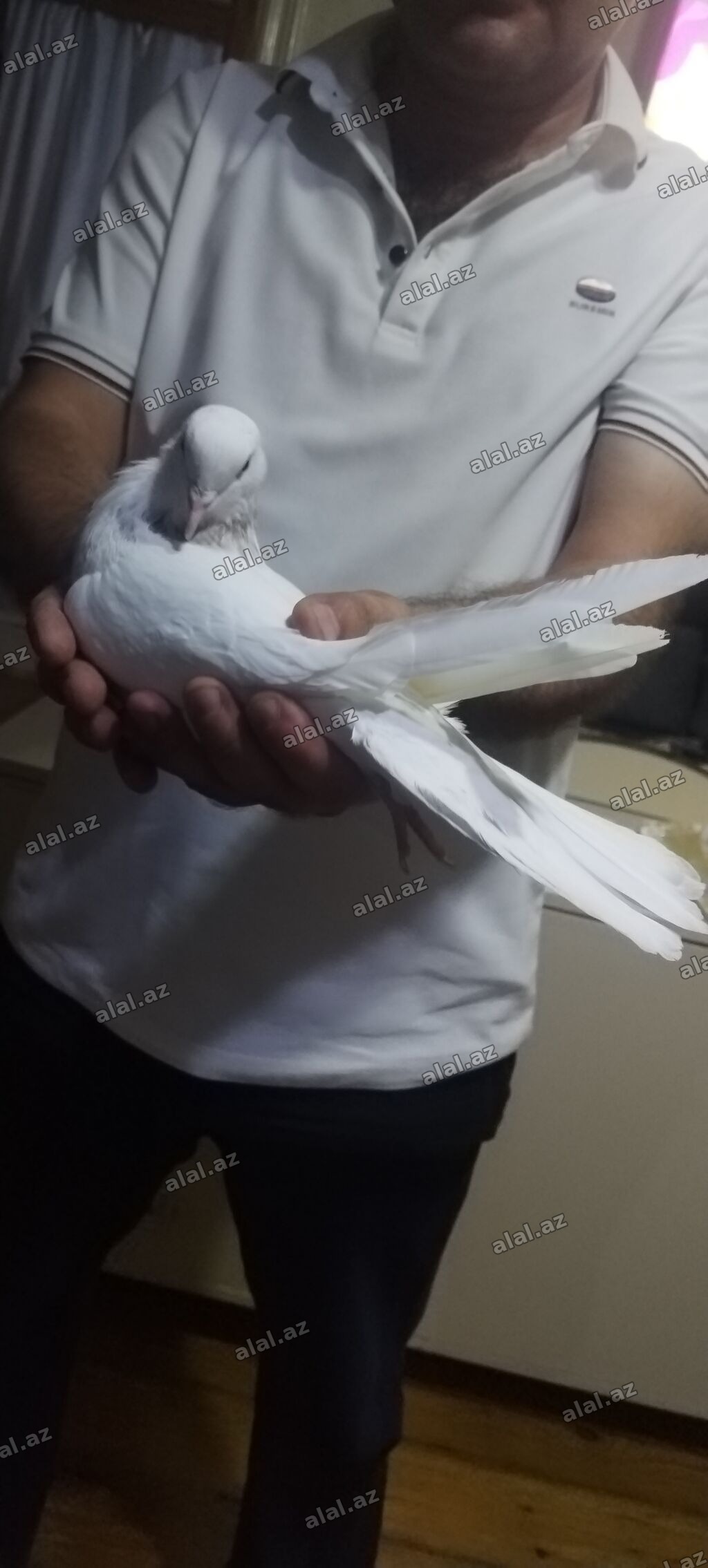 Ebres boyun erkeydi qozğin erkeydi qiymet 20 manat unvan gence