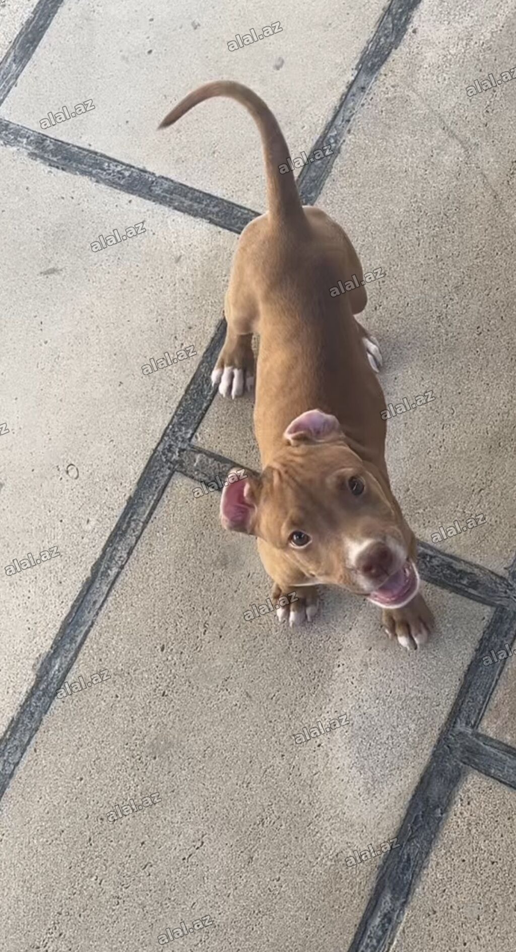 Pitbul, 3 ay, Erkək, Peyvəndli, Ünvandan götürmə