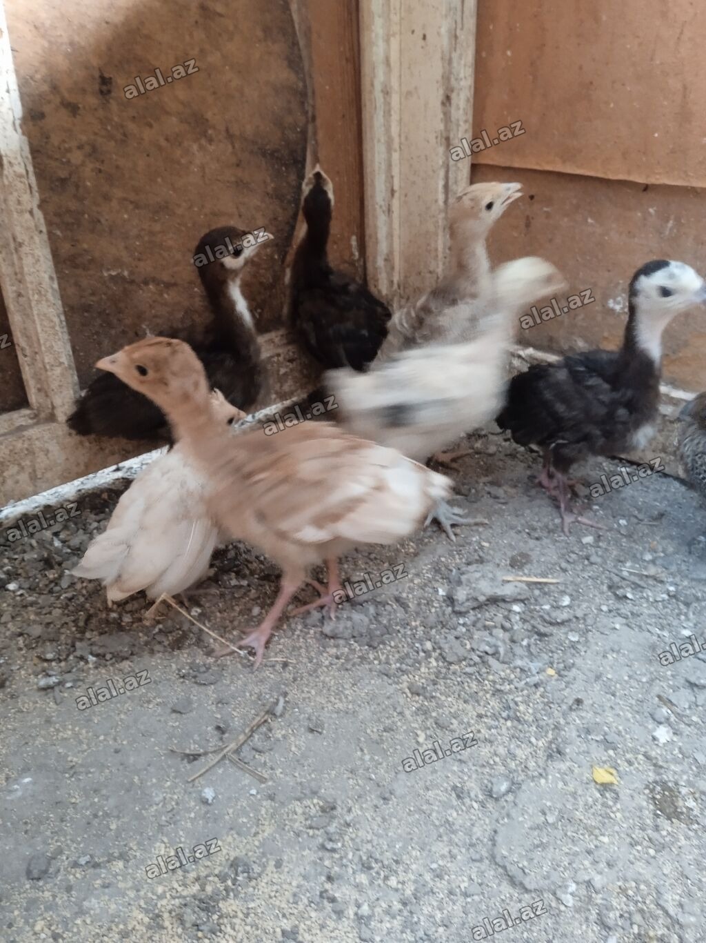 Hinduşka cücələri, Ətlik
