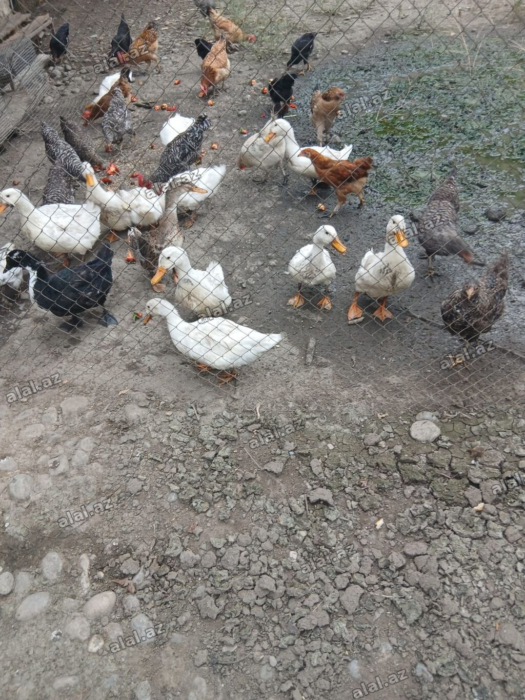 Toyuq, Damazlıq