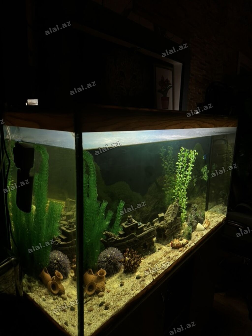 Böyük şüşə akvarium – dekorativ tam set - Korpus: qalın şüşədən