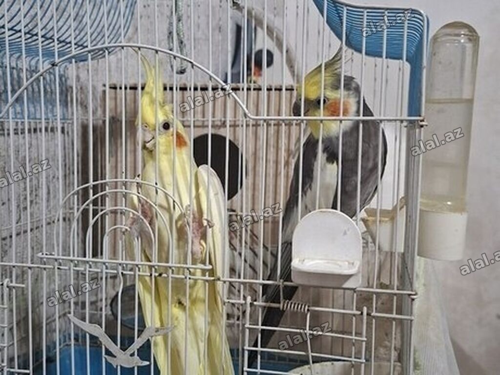 Nimfa (Cockatiel) - Növ: Nimfa tutuquşuları (1 açıq sarı/kremsi, 1